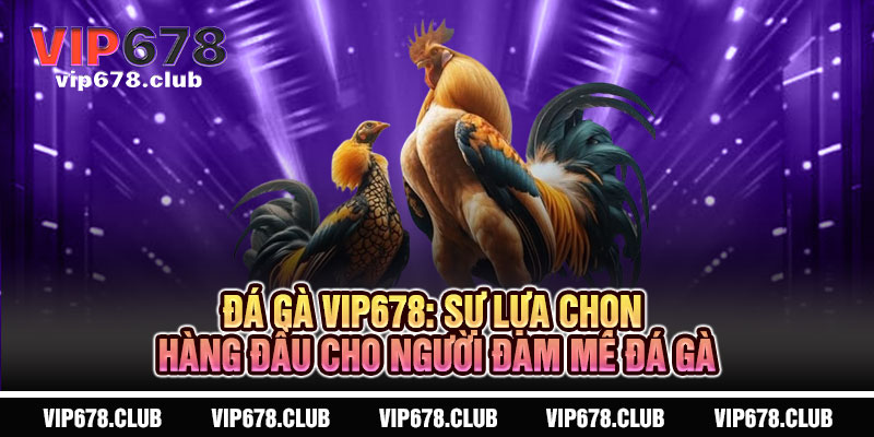 Đá Gà VIP678 - Sát phạt đỉnh cao, thắng lớn vang dội 3 Đá Gà VIP678: Sự Lựa Chọn Hàng Đầu Cho Người Đam Mê Đá Gà